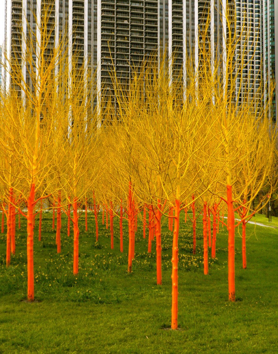 Painted Trees, Chicago
