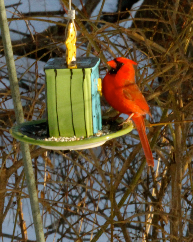 Majestic Cardinal