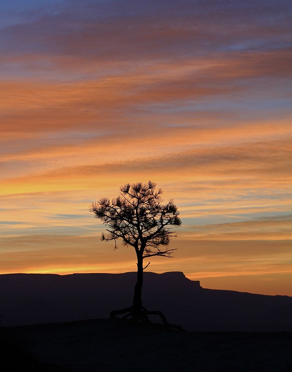 little tree at sunrise